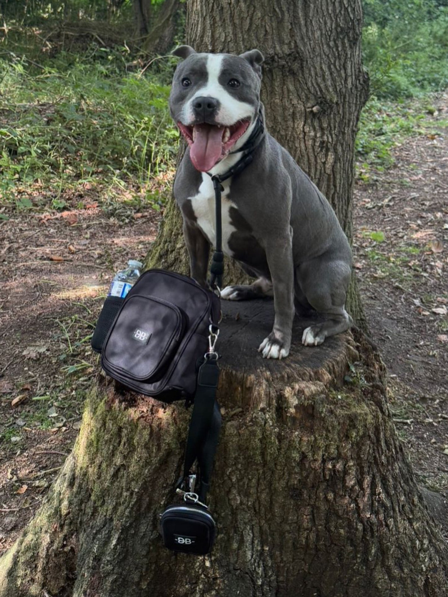 All-In-One Dog Walking Bag