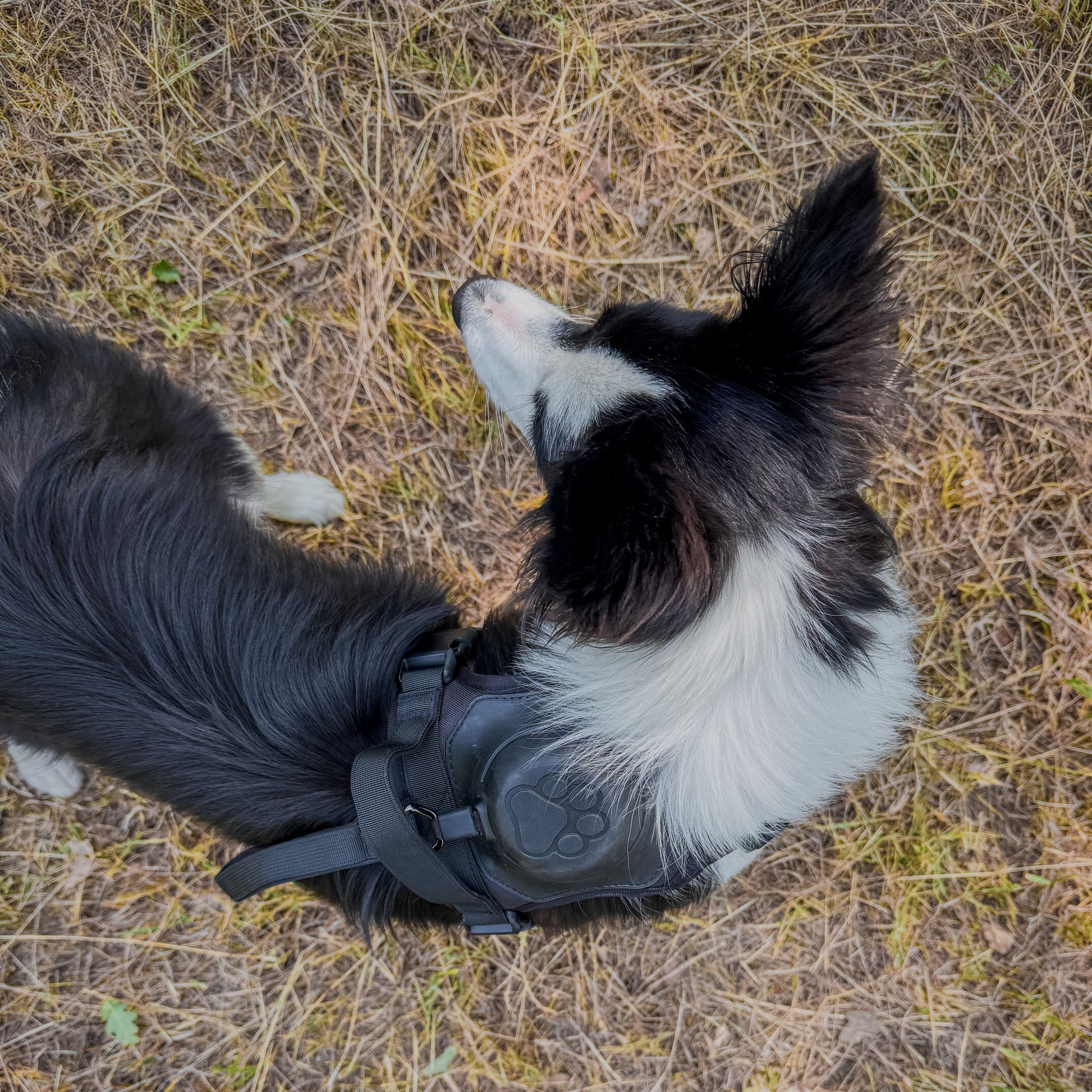 Dog wearing Click & Go Harness with Built in Lead