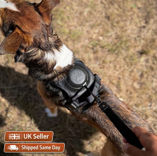 Dog wearing the Click & Go Harness